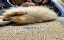 Guinea Pig rodents for sale: Beautiful rare swiss and smooth boys and girls - Image 2