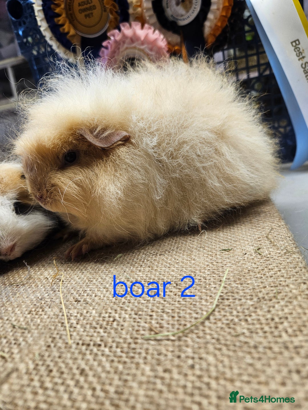 Guinea Pig rodents for sale: Beautiful rare swiss and smooth boys and girls - Image 2