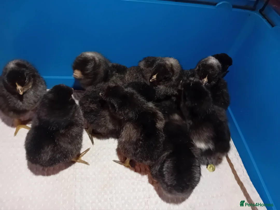 Chickens poultry for sale: Chicks looking for loving homes 🐥 - Advert 4