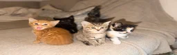 Domestic Shorthair cats for sale: 4 Beautiful  Kittens  - Advert 1