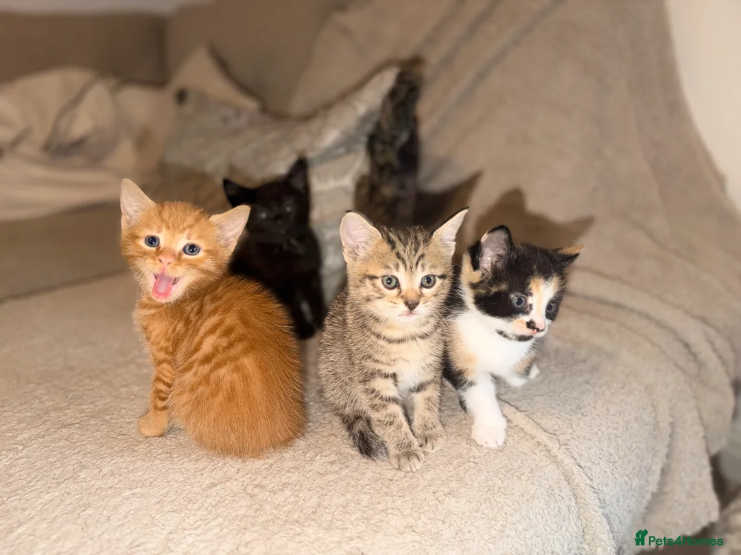 Domestic Shorthair cats for sale: 4 Beautiful  Kittens  - Advert 1