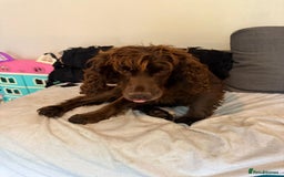 Cocker Spaniel dogs for sale: Female cocker spaniel - Image 5