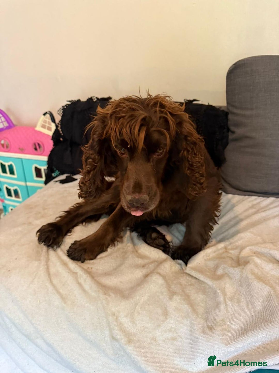 Cocker Spaniel dogs for sale: Female cocker spaniel - Image 5