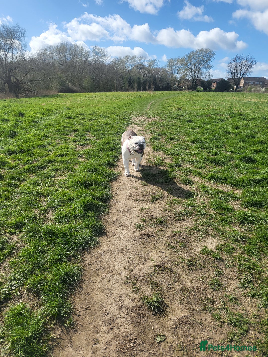 English Bulldog dogs for sale: Beautiful female bulldog 3 years old - Advert 3