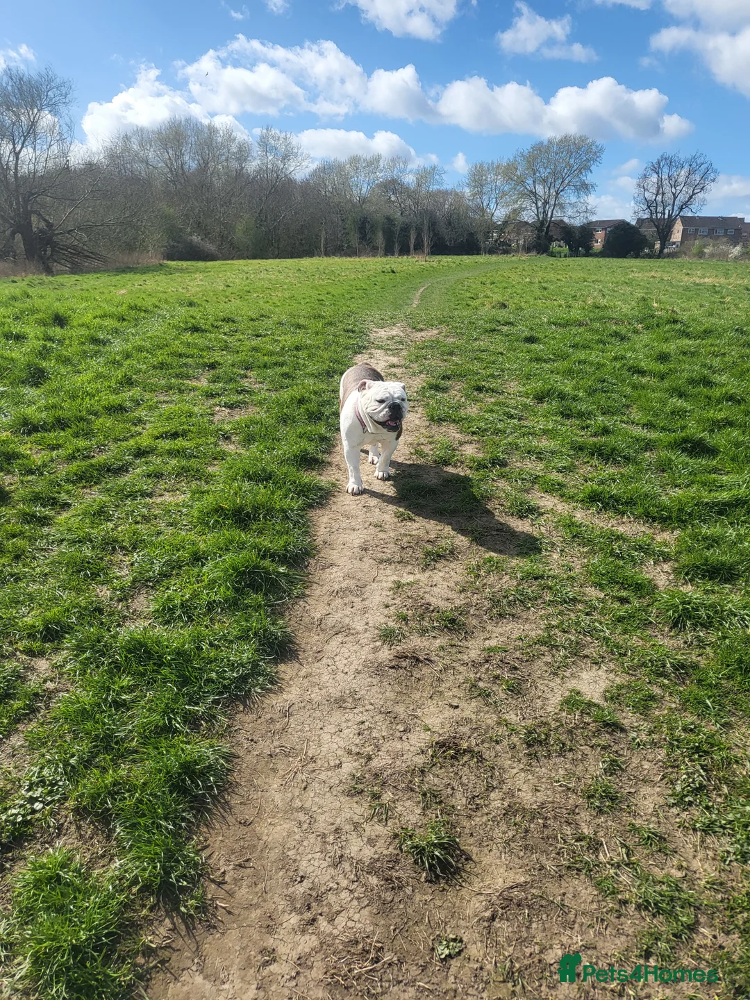 English Bulldog dogs for sale: Beautiful female bulldog 3 years old - Advert 3