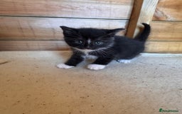 Mixed Breed cats for sale: 6 beautiful kittens looking for homes🏡  - Image 14