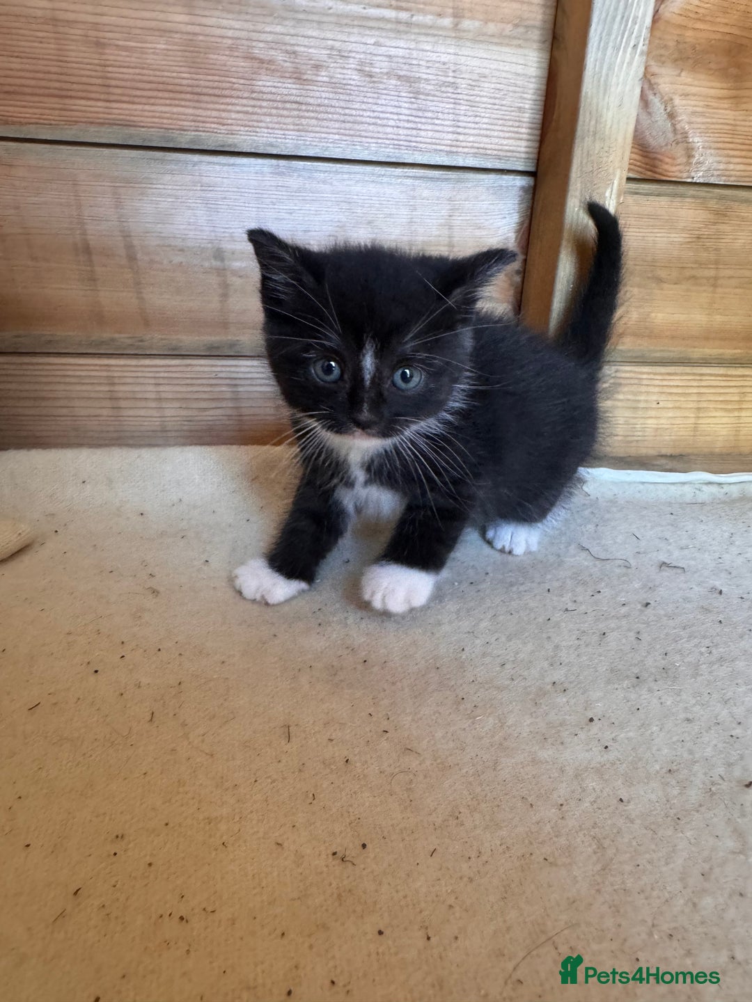 Mixed Breed cats for sale: 6 beautiful kittens looking for homes🏡  - Image 14