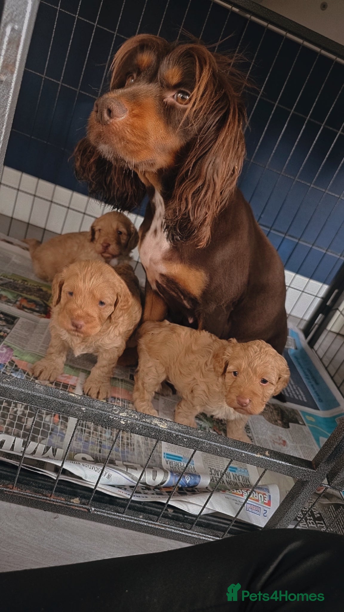 Cockapoo dogs Cockapoo  - Advert 14