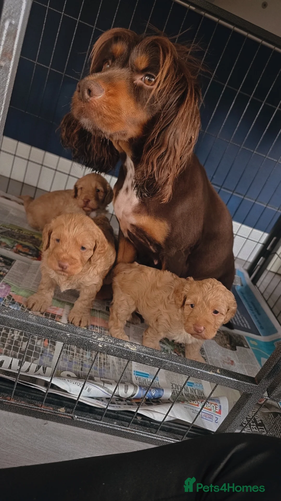 Cockapoo dogs for sale: Cockapoo  - Advert 1