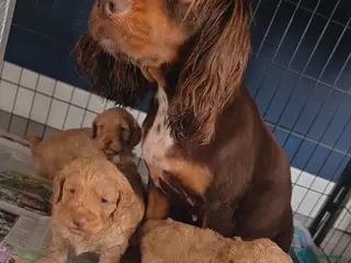 Cockapoo dogs Cockapoo - Advert 14