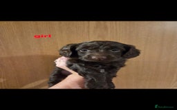 Cockapoo dogs for sale: F2 Cockapoo puppies  - Image 4