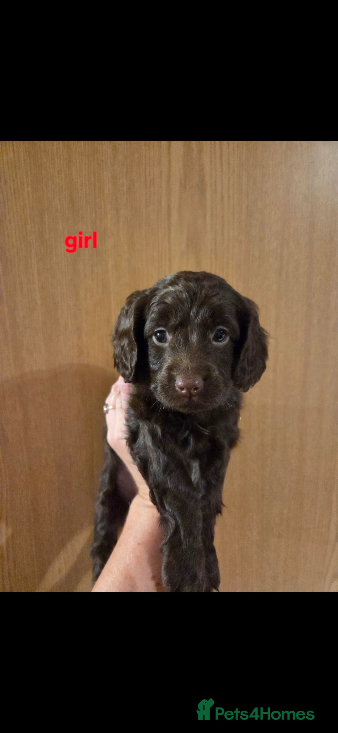 Cockapoo dogs for sale: F2 Cockapoo puppies  - Image 4