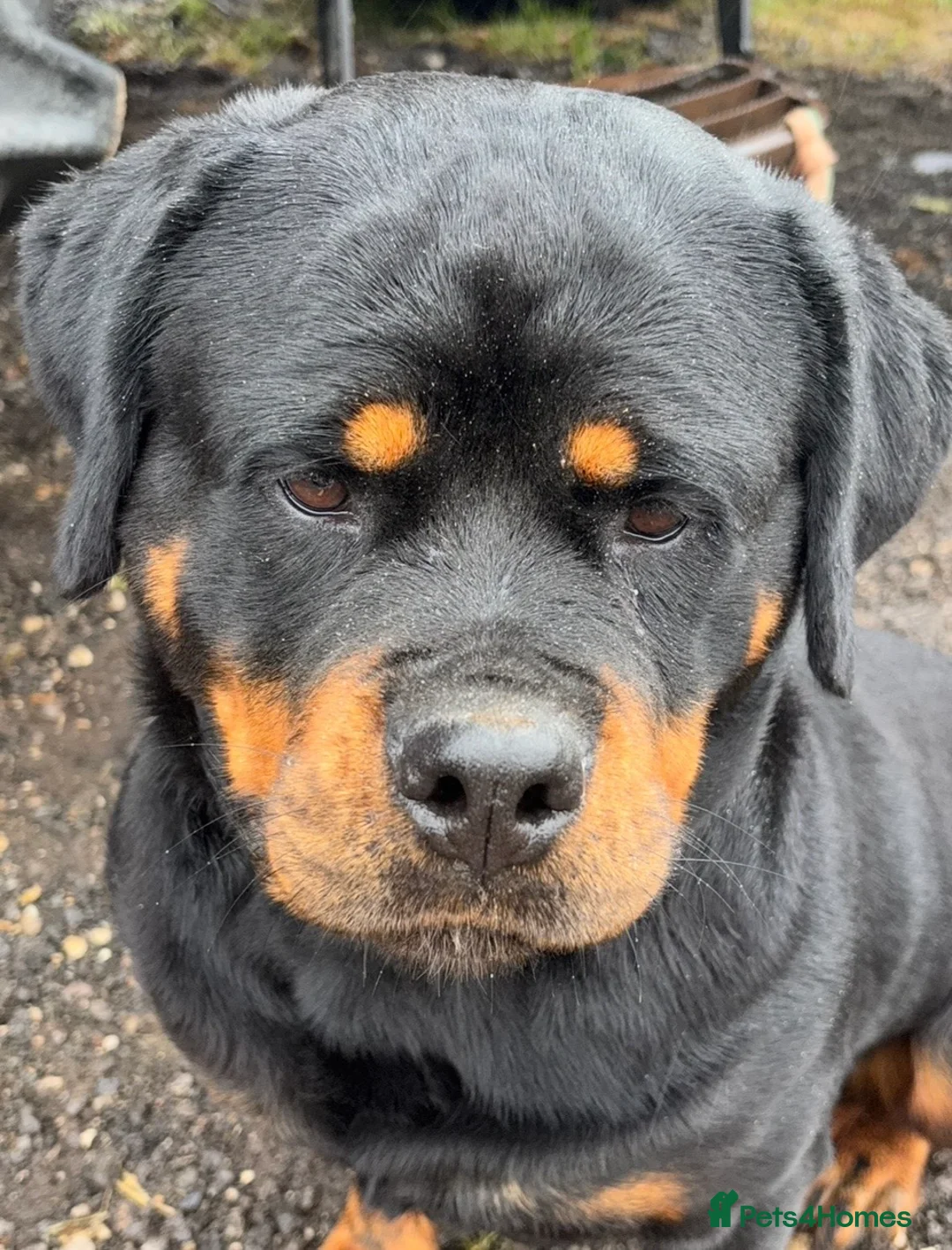 Mixed Breed dogs for sale: Rottweiler x malinois - Advert 3