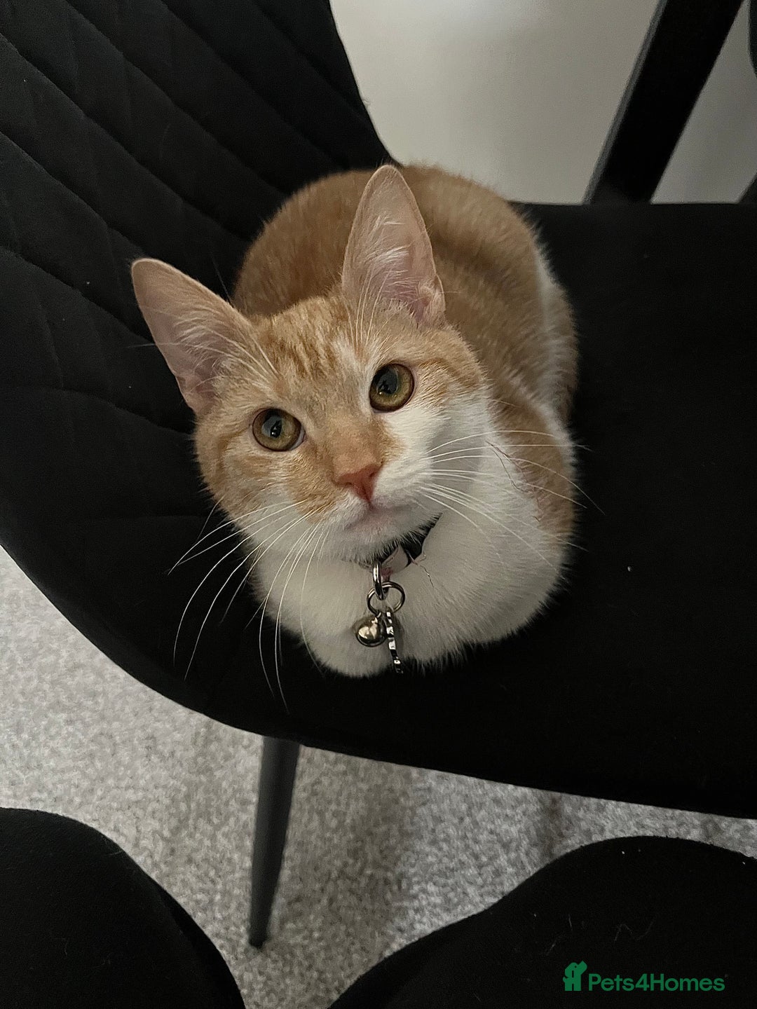 Domestic Shorthair cats for sale: Ginger & White Domestic Female Shorthair - Advert 11