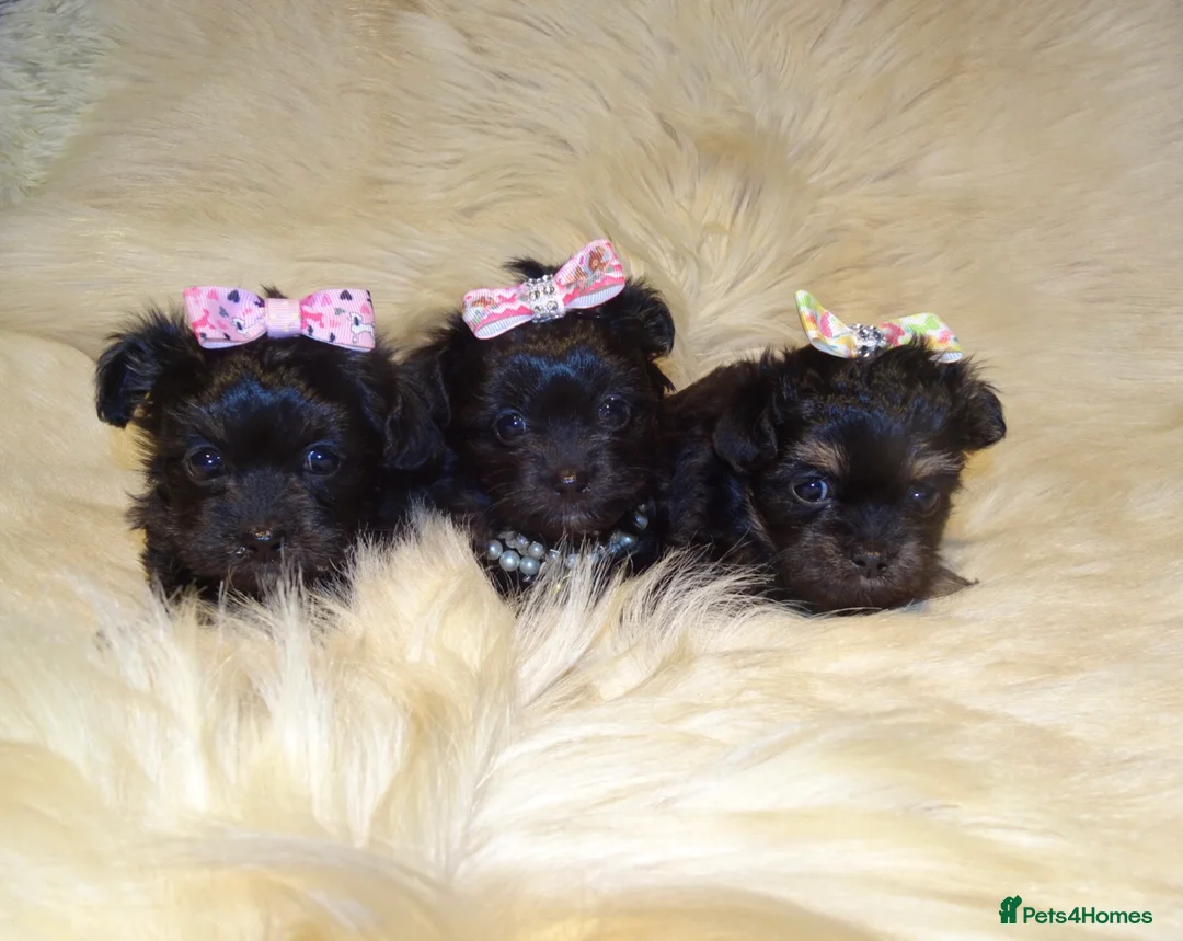 Mixed Breed dogs for sale: XXXXS Gorgeous Maltese X Chihuahua Malchi Puppies  - Advert 9