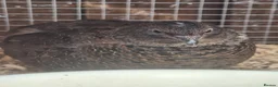Quail poultry for sale: Hatching eggs sparkly and glitters  - Advert 32