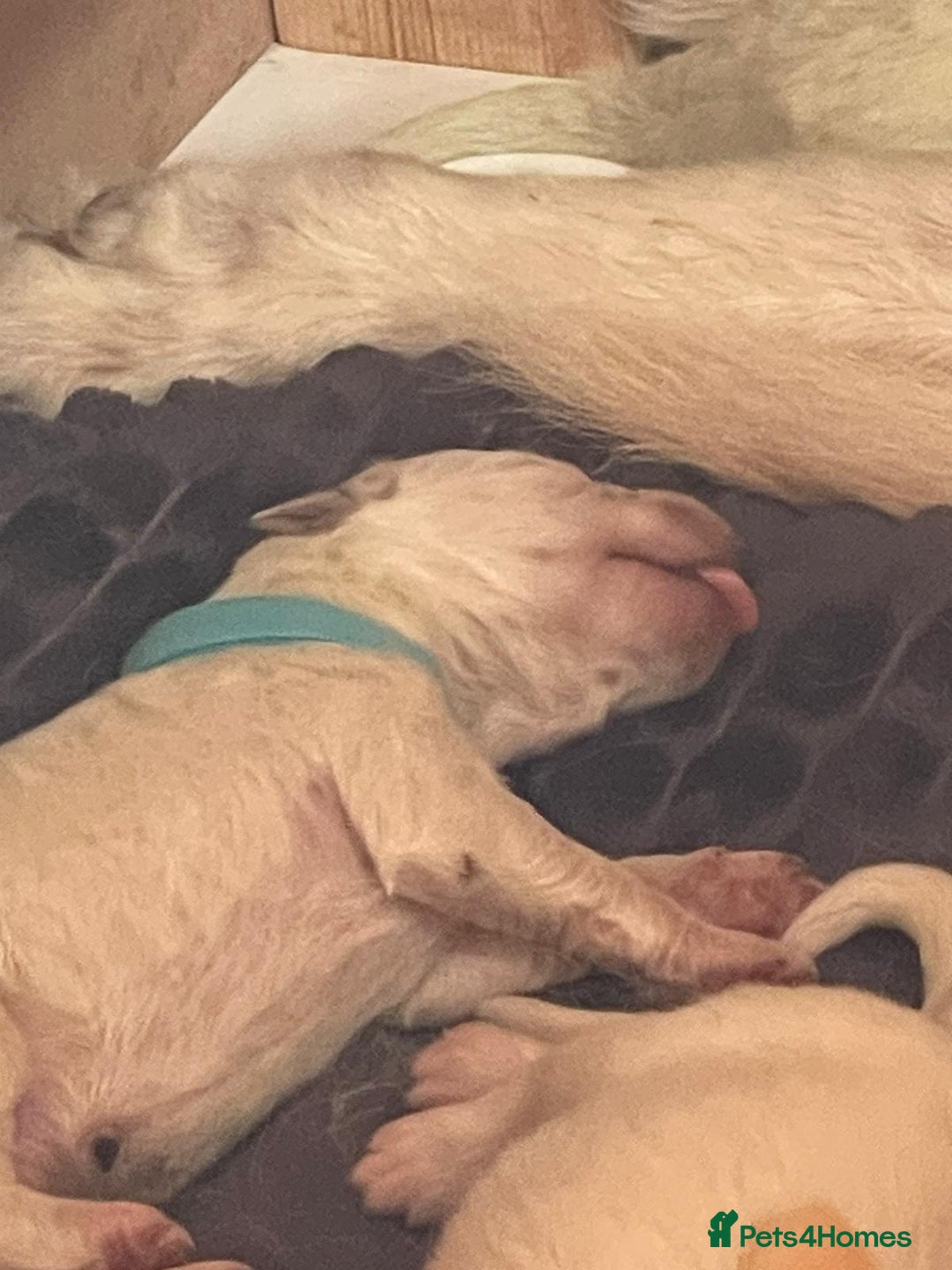 White Swiss Shepherd dogs for sale: White Swiss Shepherd Puppies 🐾🍼KC Registered - Image 21