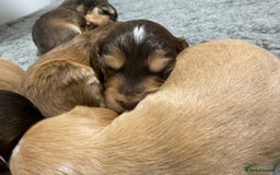 Labradoodle dogs for sale: Unique Stunning miniature doodles - Advert 8