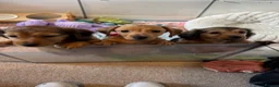 Miniature Dachshund dogs for sale:  Mini dachshund puppies- READY TUESDAY  - Advert 2