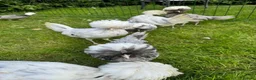 Chickens poultry for sale: Polish bantams - Advert 11