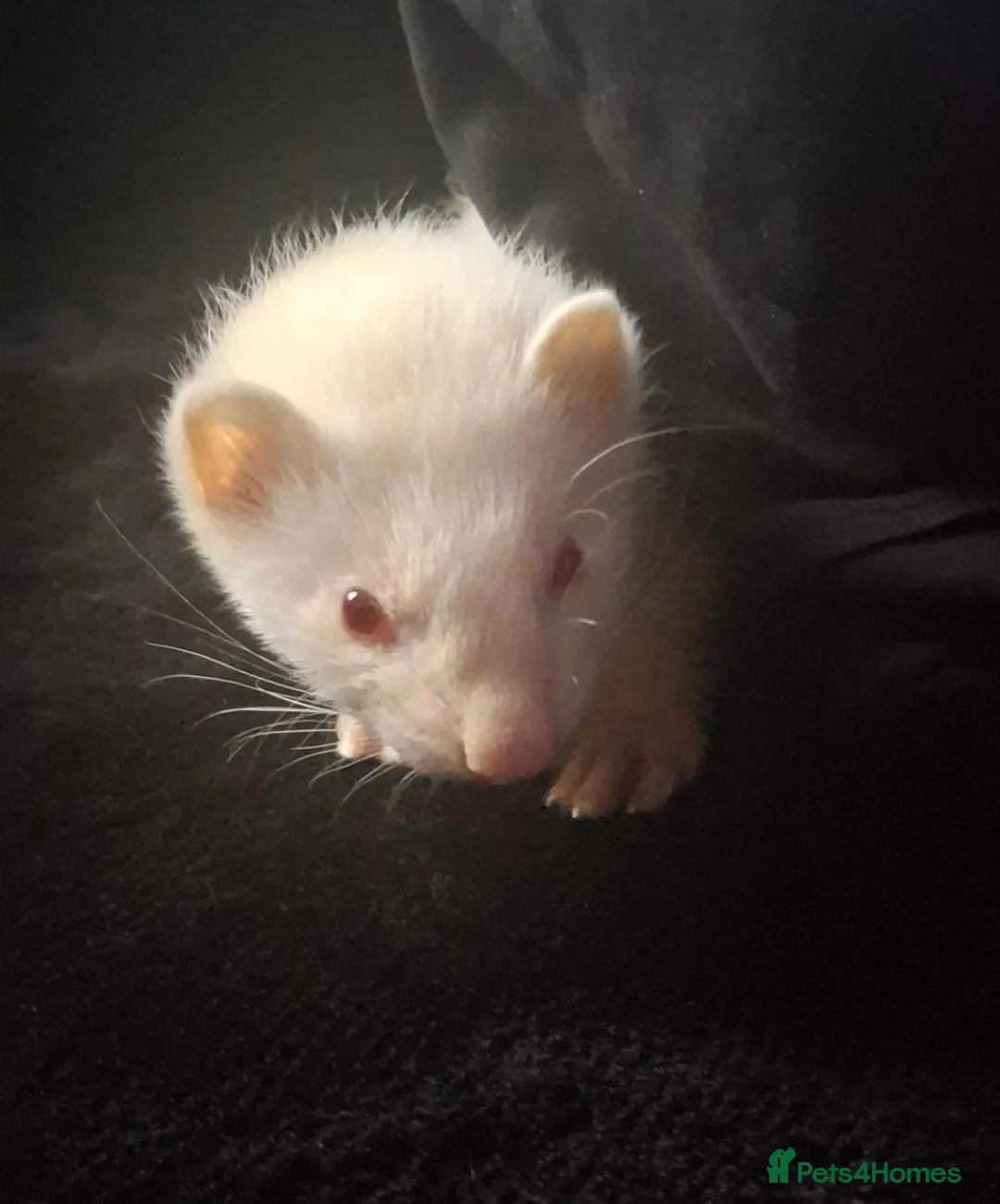 Ferret rodents for sale: 2 baby Jills in Colchester - Advert 2
