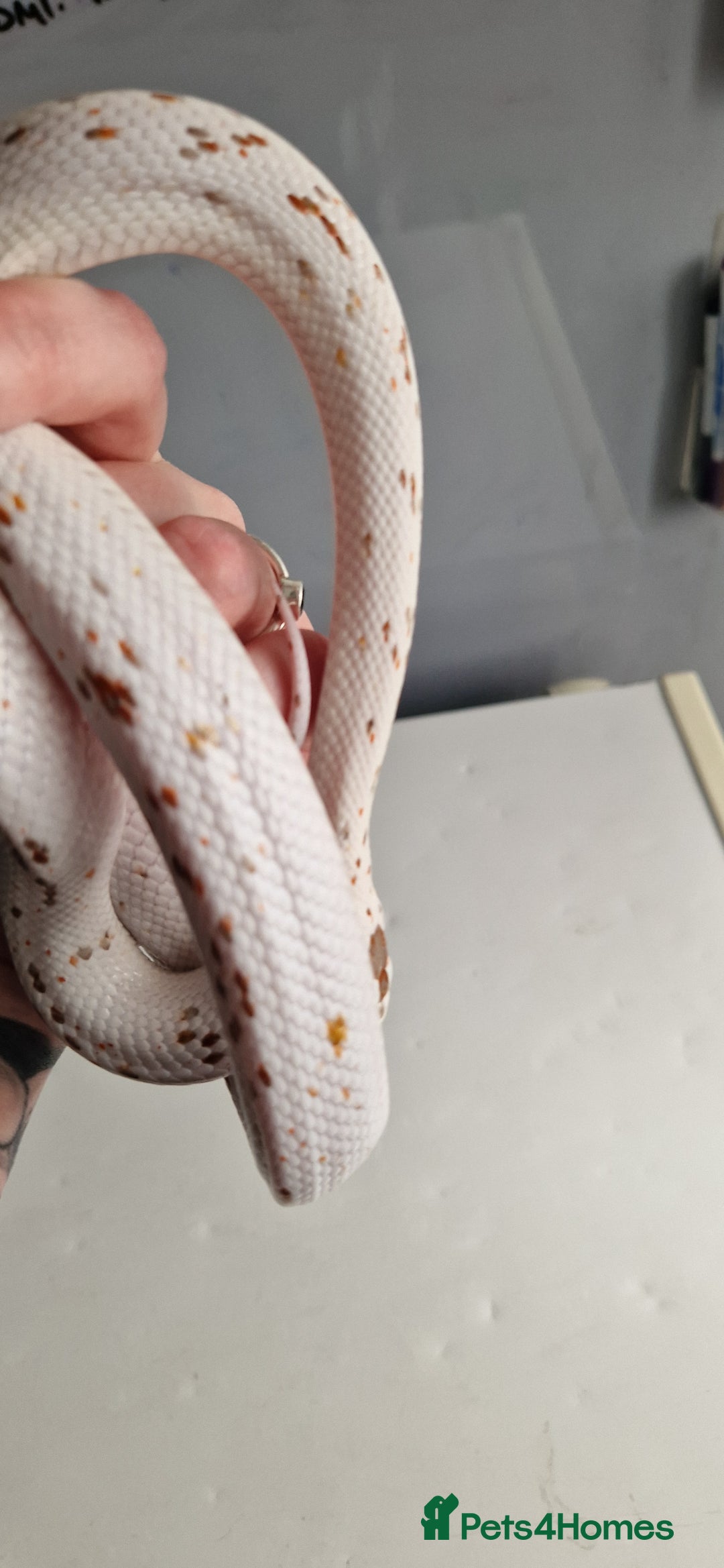 Corn Snake reptiles for sale: Palmetto Cornsnake - Image 7