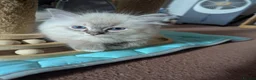 Ragdoll cats for sale: GCCF Full Pedigree Ragdoll Kittens  - Advert 8
