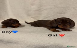Dachshund dogs for sale: Dachshund puppies are Looking for Homes!  - Image 3