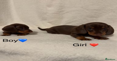 Dachshund dogs - Advert 11