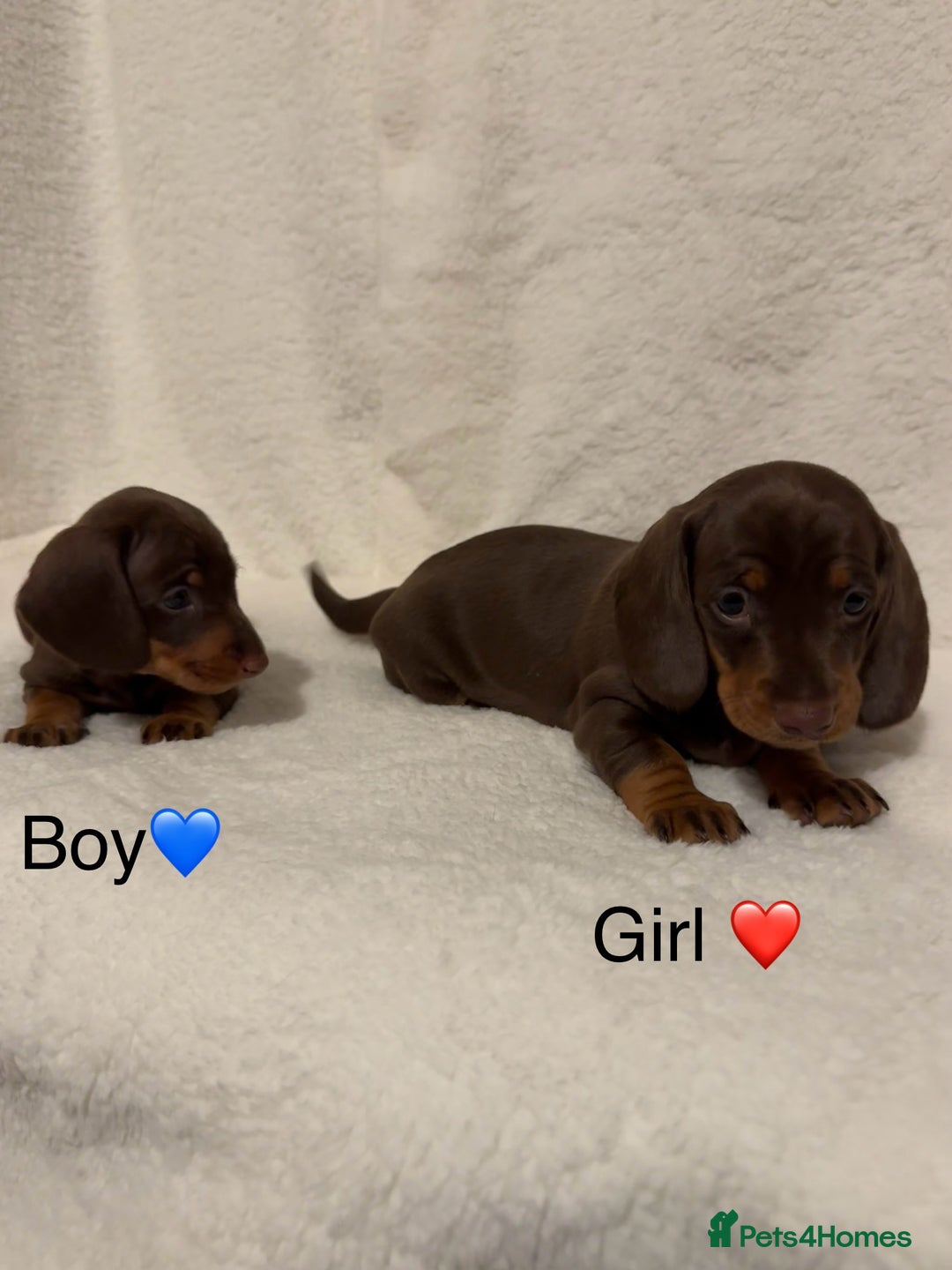 Dachshund dogs for sale: Dachshund puppies are Looking for Homes!  - Image 3