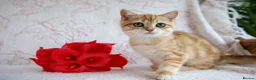 British Shorthair cats for sale: 💙British shorthair ready now🩷 - Advert 7