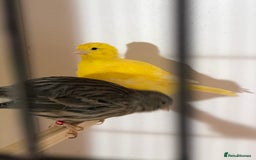 Canaries birds for sale: Fife canaries for sale 2025 bred - Image 2