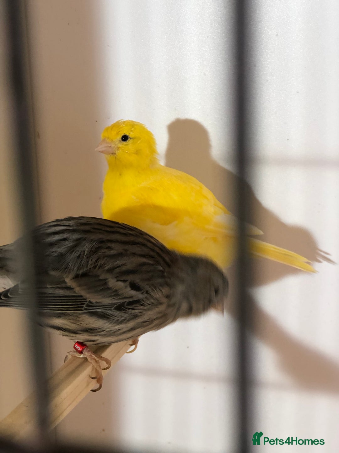 Canaries birds for sale: Fife canaries for sale 2025 bred - Image 2