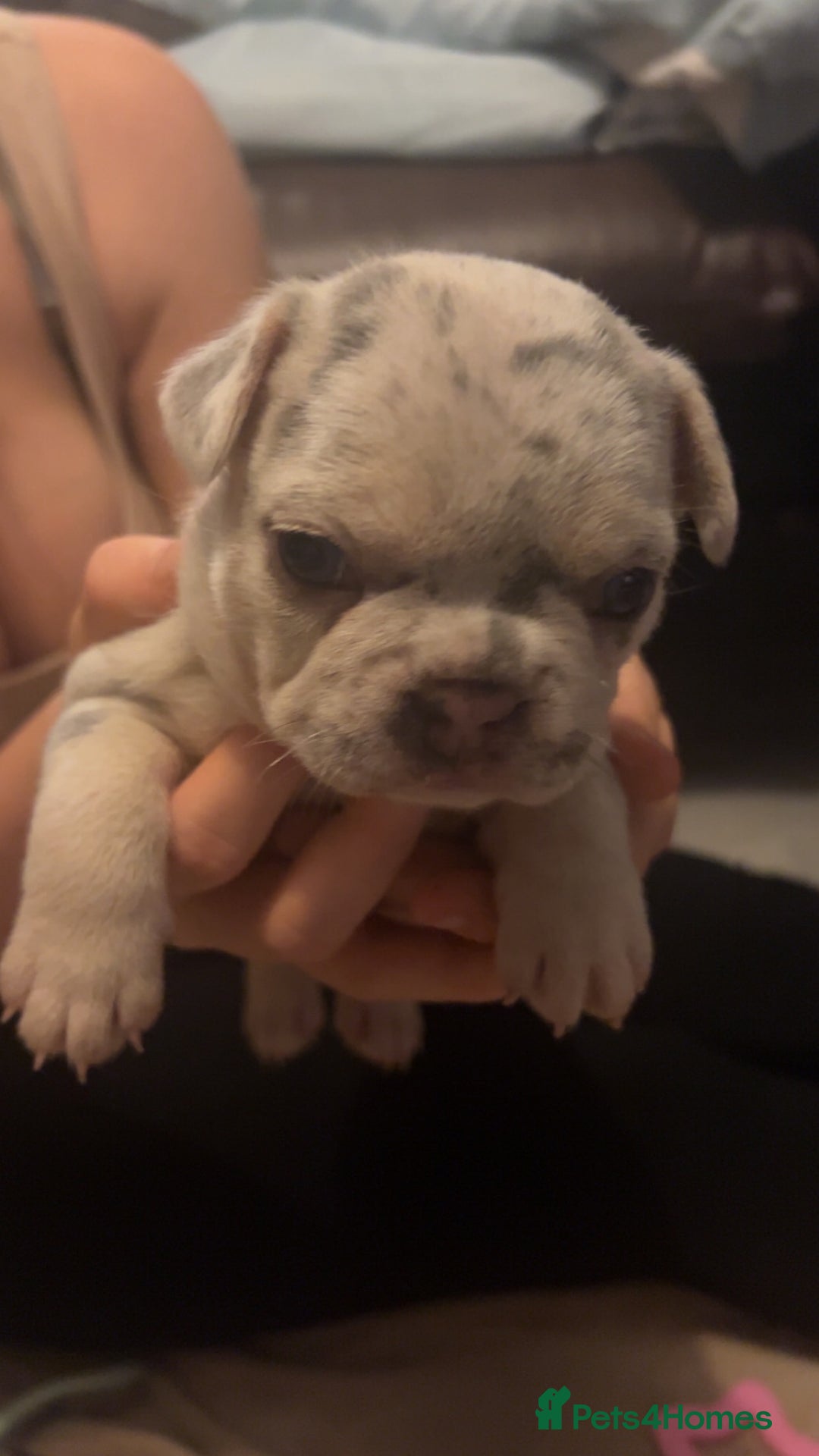 French Bulldog dogs for sale: Stunning French bulldog puppies - Advert 8