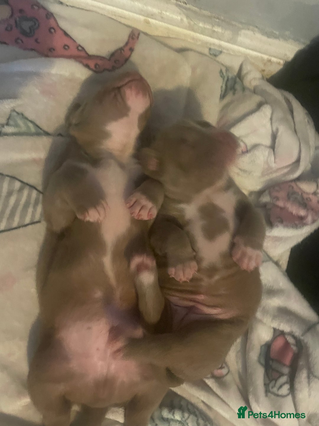 American Bully dogs for sale: Stunning bully pups  - Image 4