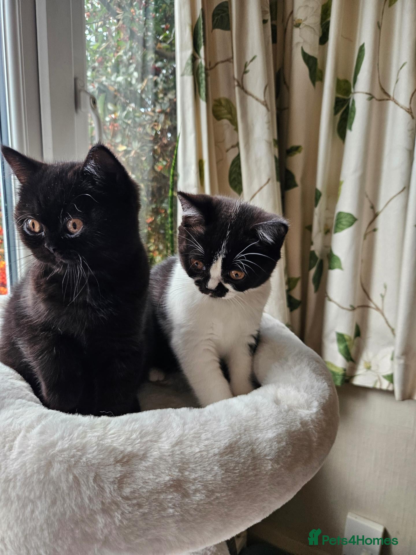 British Shorthair cats Smoke British shorthair kittens rare colours  - Advert 2