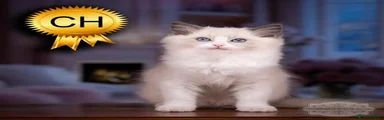 Ragdoll 7