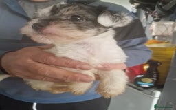 Chorkie dogs for sale: Beautiful litter - Image 12