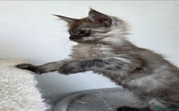Maine Coon cats for sale: Maine Coon Magic – 3 Stunning Boy Kittens - Image 3