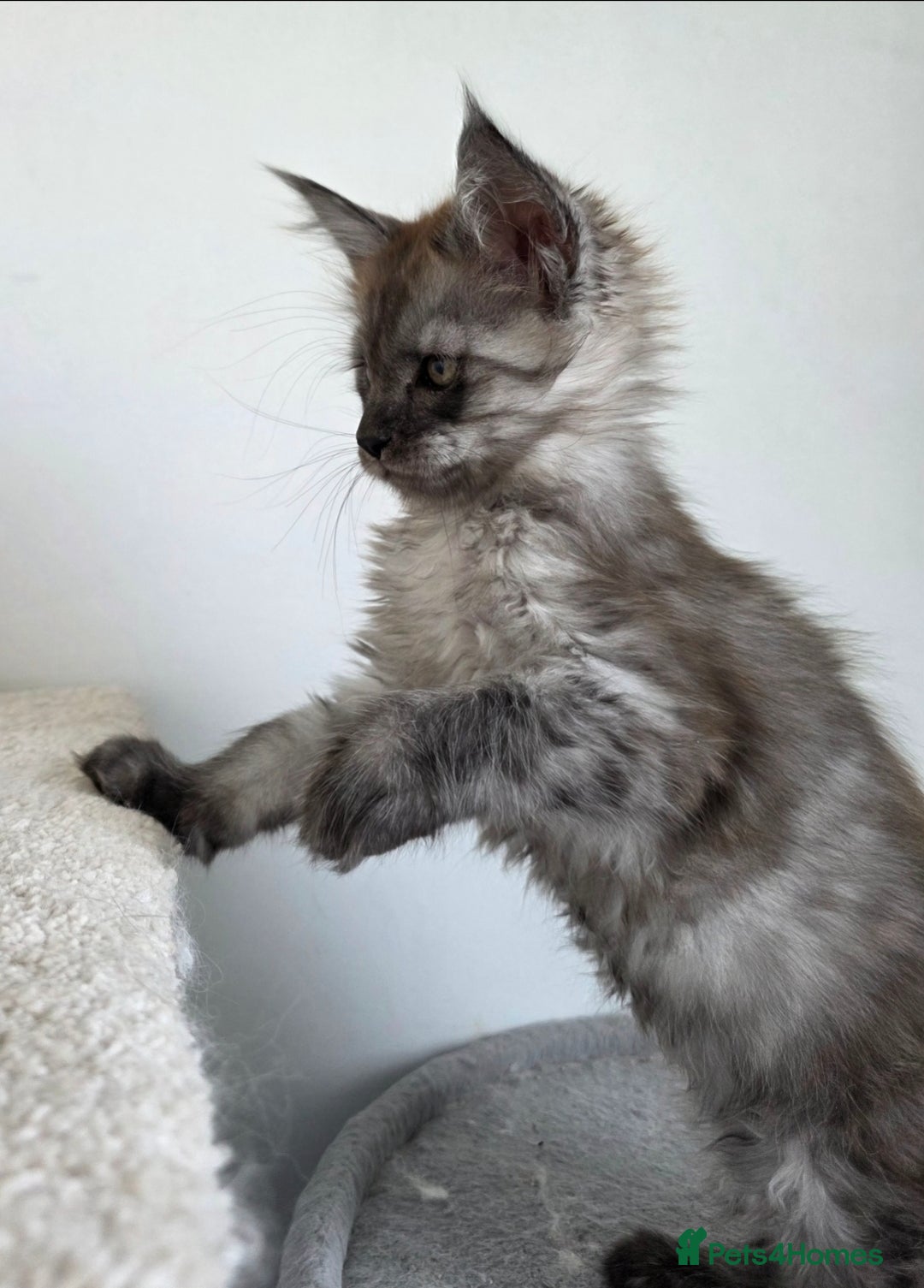 Maine Coon cats for sale: Maine Coon Magic – 3 Stunning Boy Kittens - Image 3
