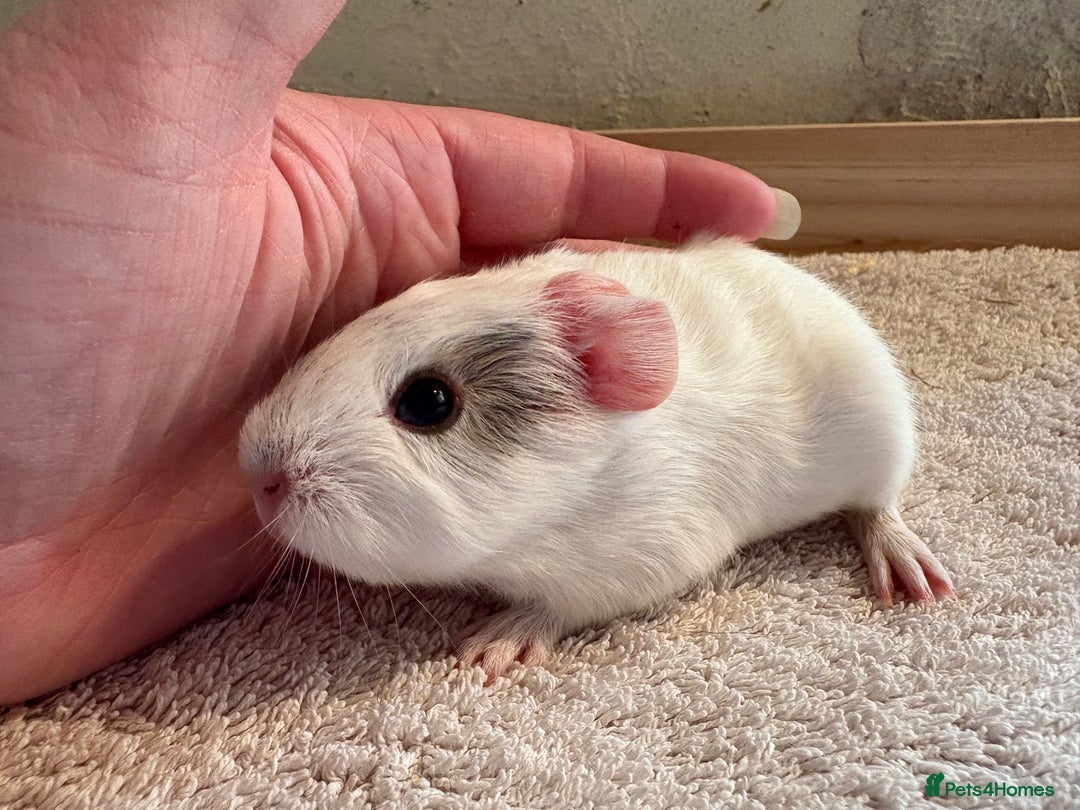 Guinea Pig rodents for sale: Pair of female guinea pigs  - Image 3