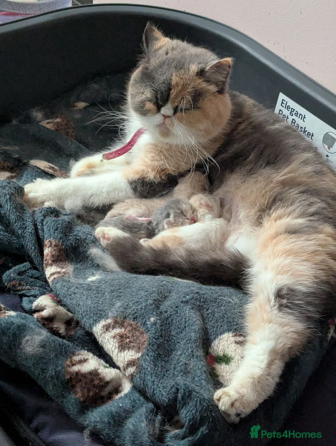 Exotic cats for sale:  Exotic Shorthair Girl, Feisty & Loving - Advert 2