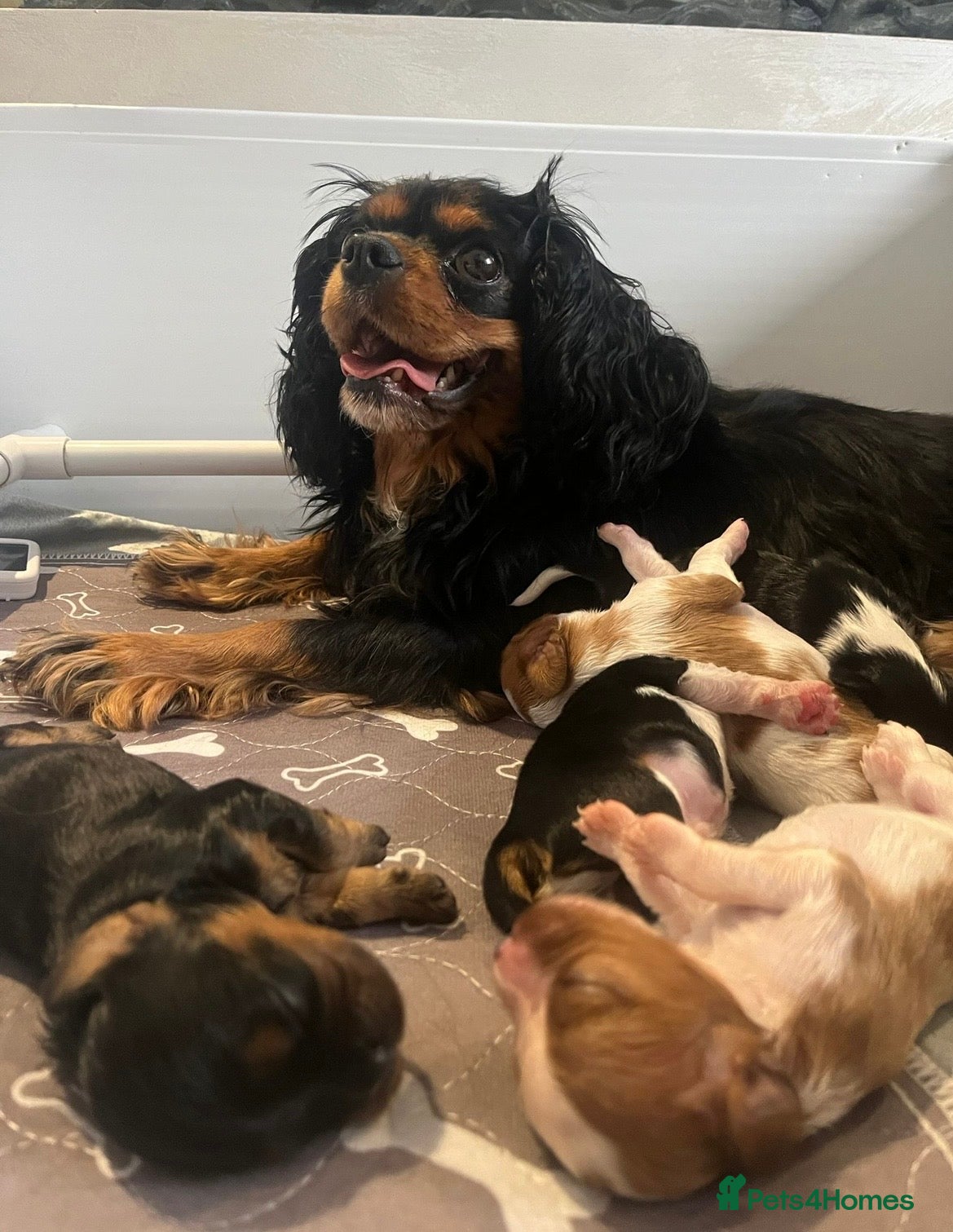 Cavalier King Charles Spaniel dogs Beautiful KC Registered CKCS Puppies - Advert 9