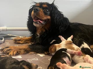 Cavalier King Charles Spaniel dogs Beautiful KC Registered CKCS Puppies - Advert 9