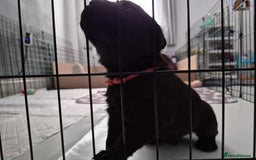 Labrador Retriever dogs for sale: 2 beautiful male black labradors for sale.  - Advert 6