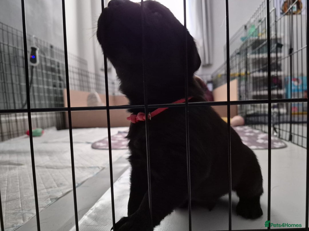 Labrador Retriever dogs for sale: 2 beautiful male black labradors for sale.  - Advert 6