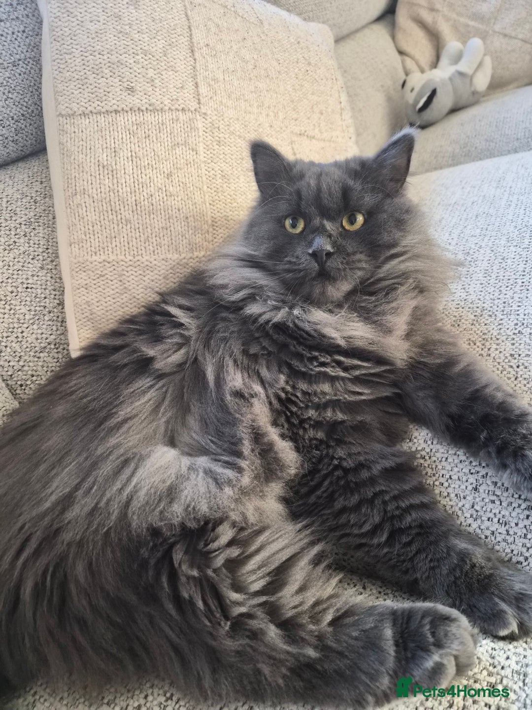 Siberian cats for sale: Gorgeous siberian kitten - Advert 1