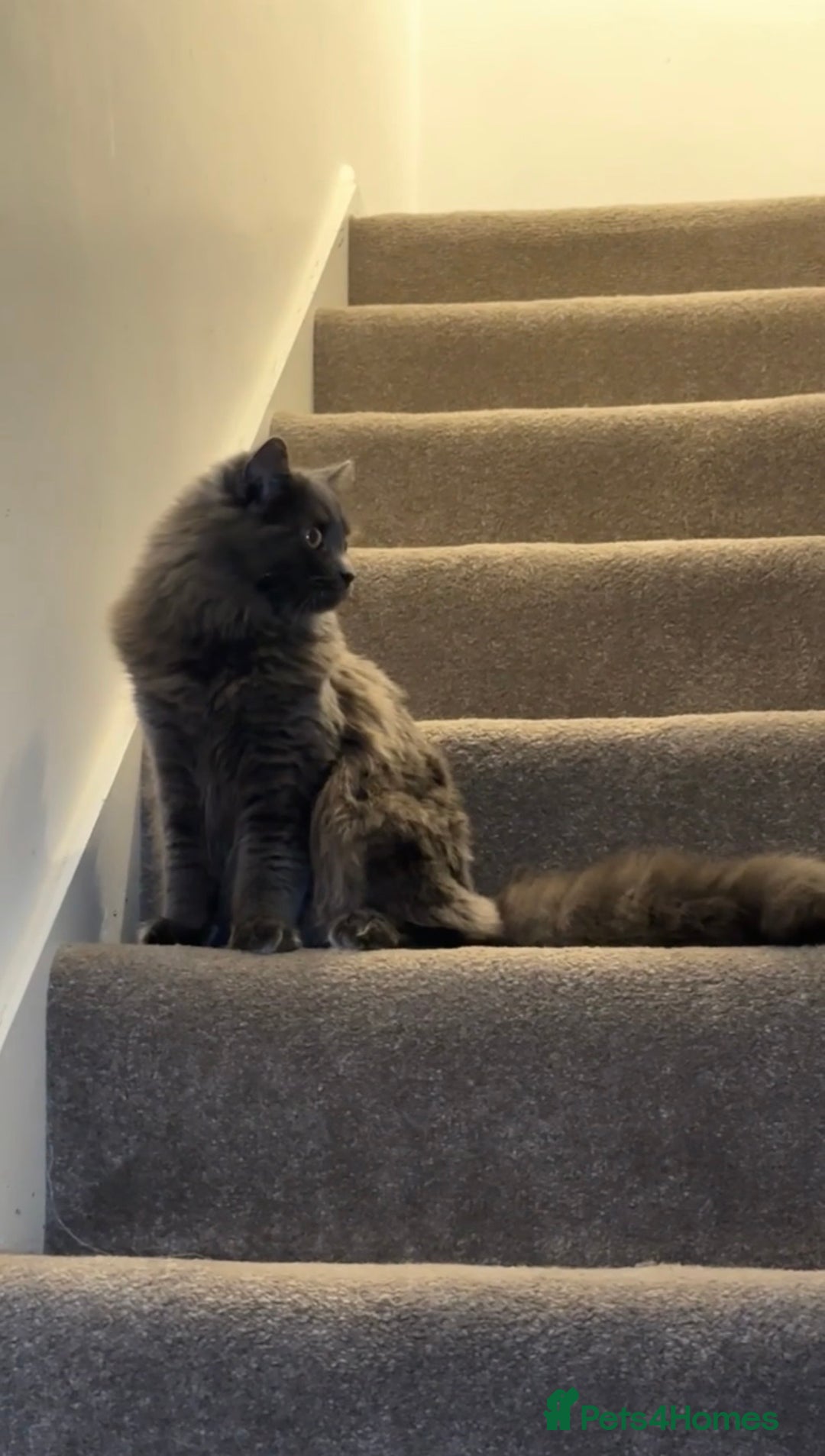 Nebelung cats for sale: My gorgeous cat for sale - Advert 7