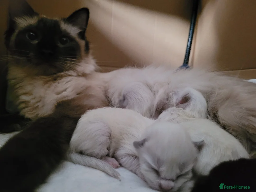 Ragdoll cats for stud: GCCF registered Ragdoll stud in Stoke-on-Trent - Advert 16