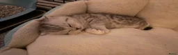 Scottish Fold cats for sale: Scottish fold silver/white male  - Advert 2